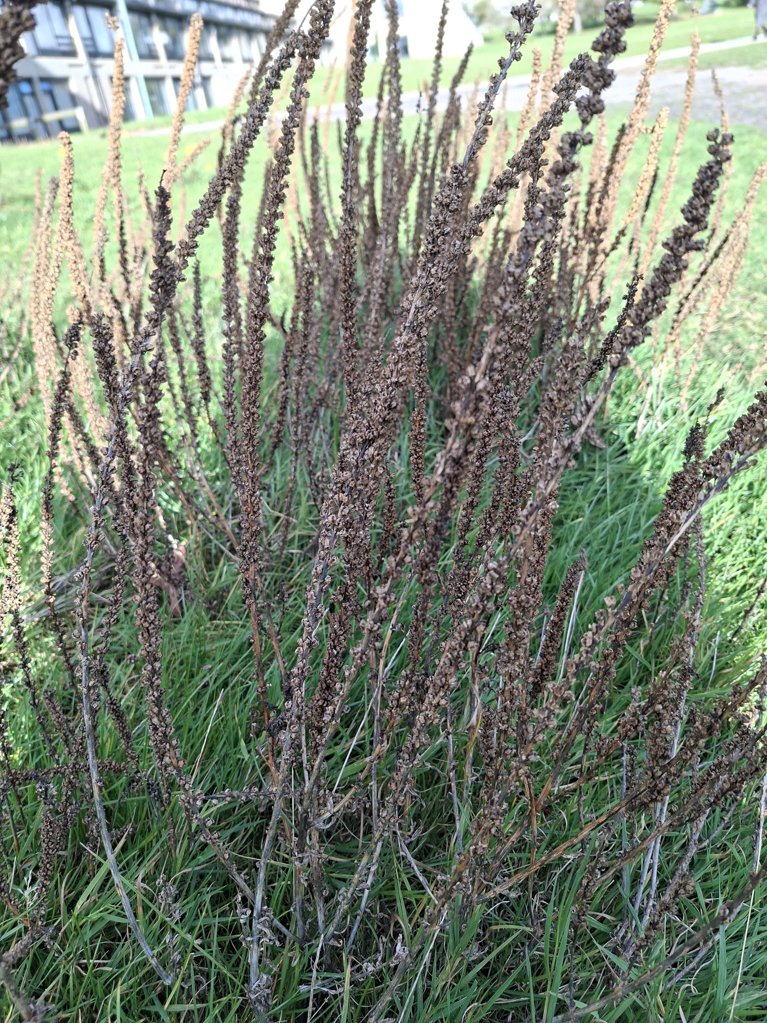 Post 1, Purple Toadflax