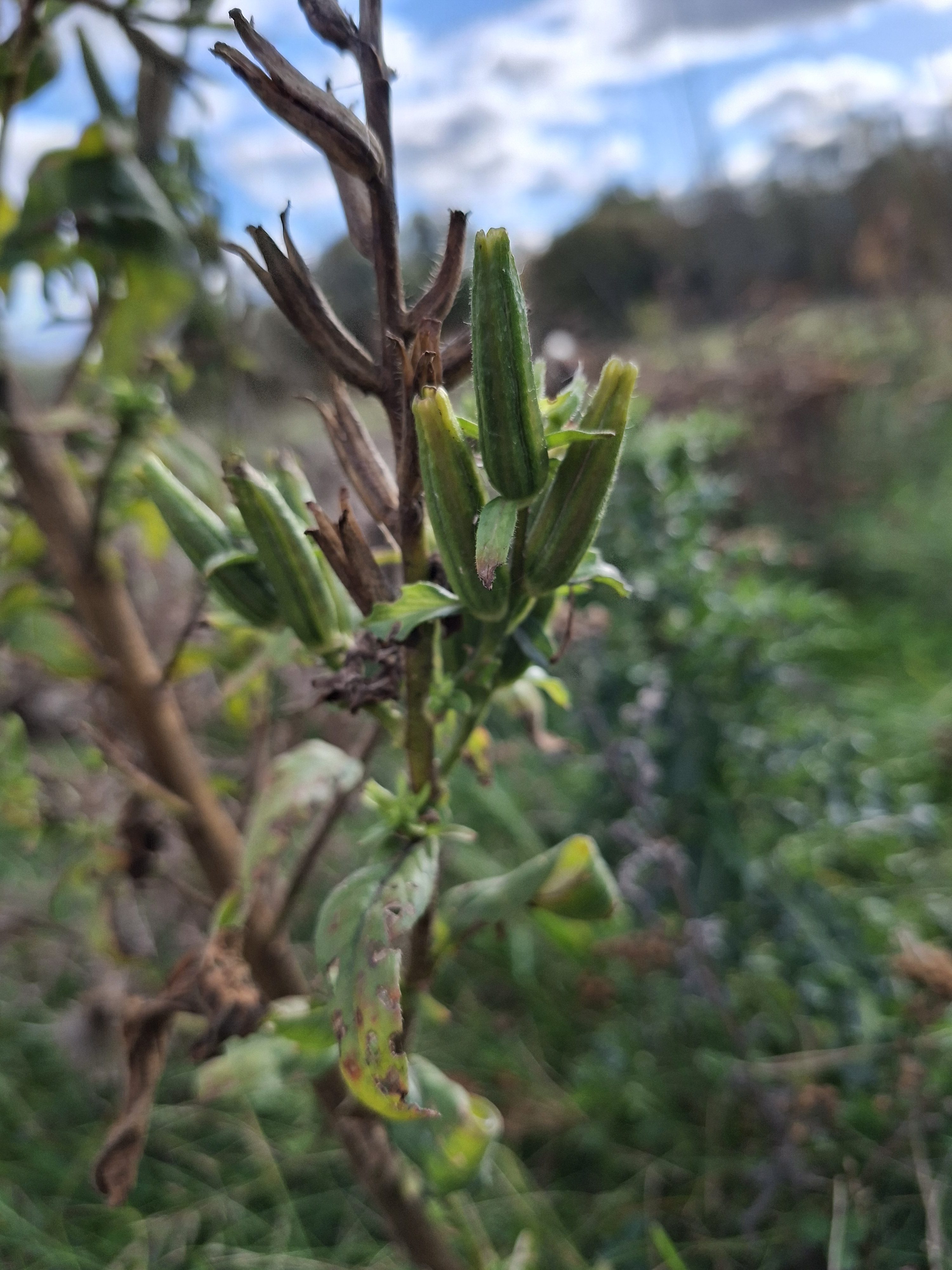 Large flowered evening primrose