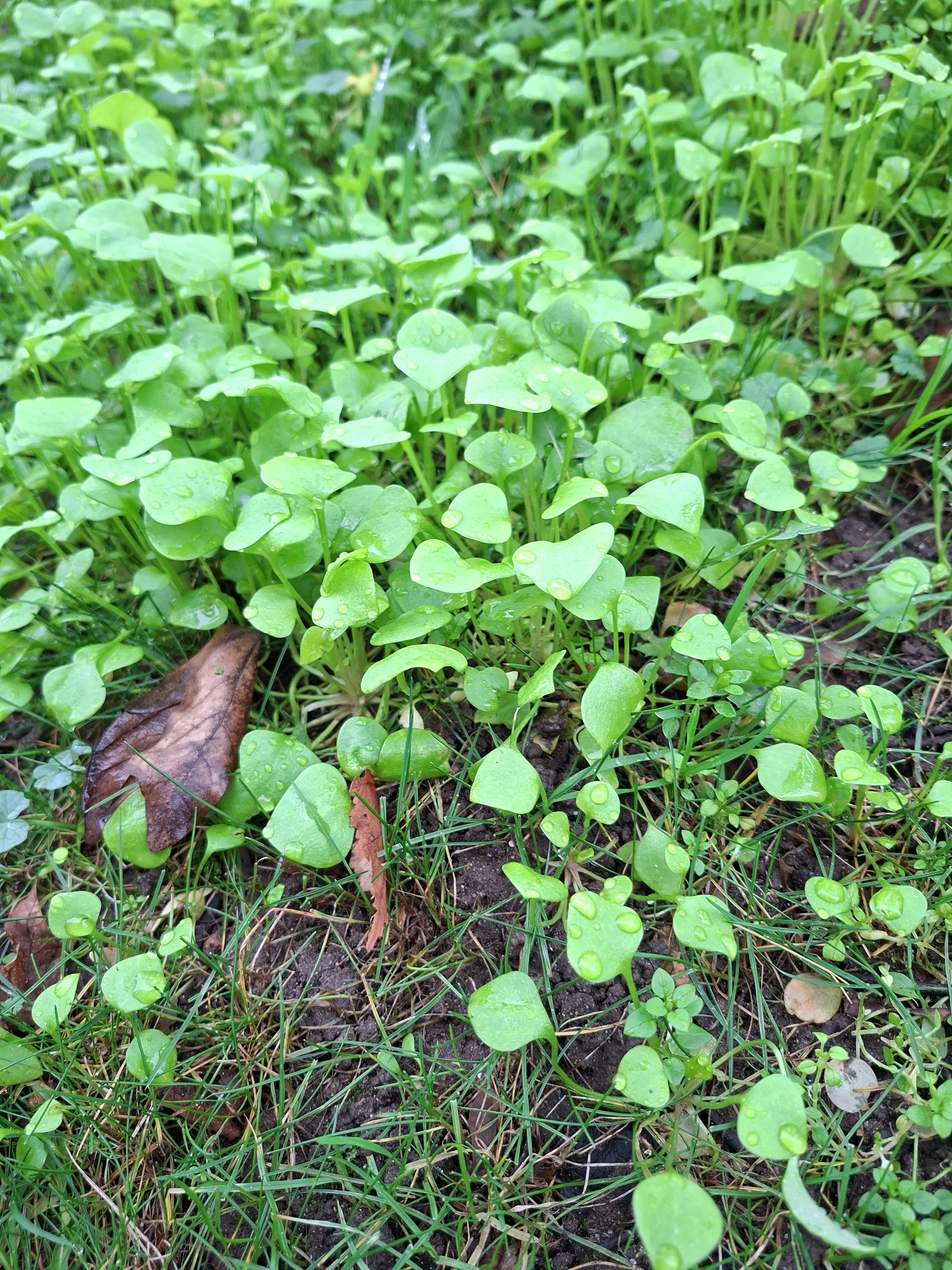 Miners Lettuce