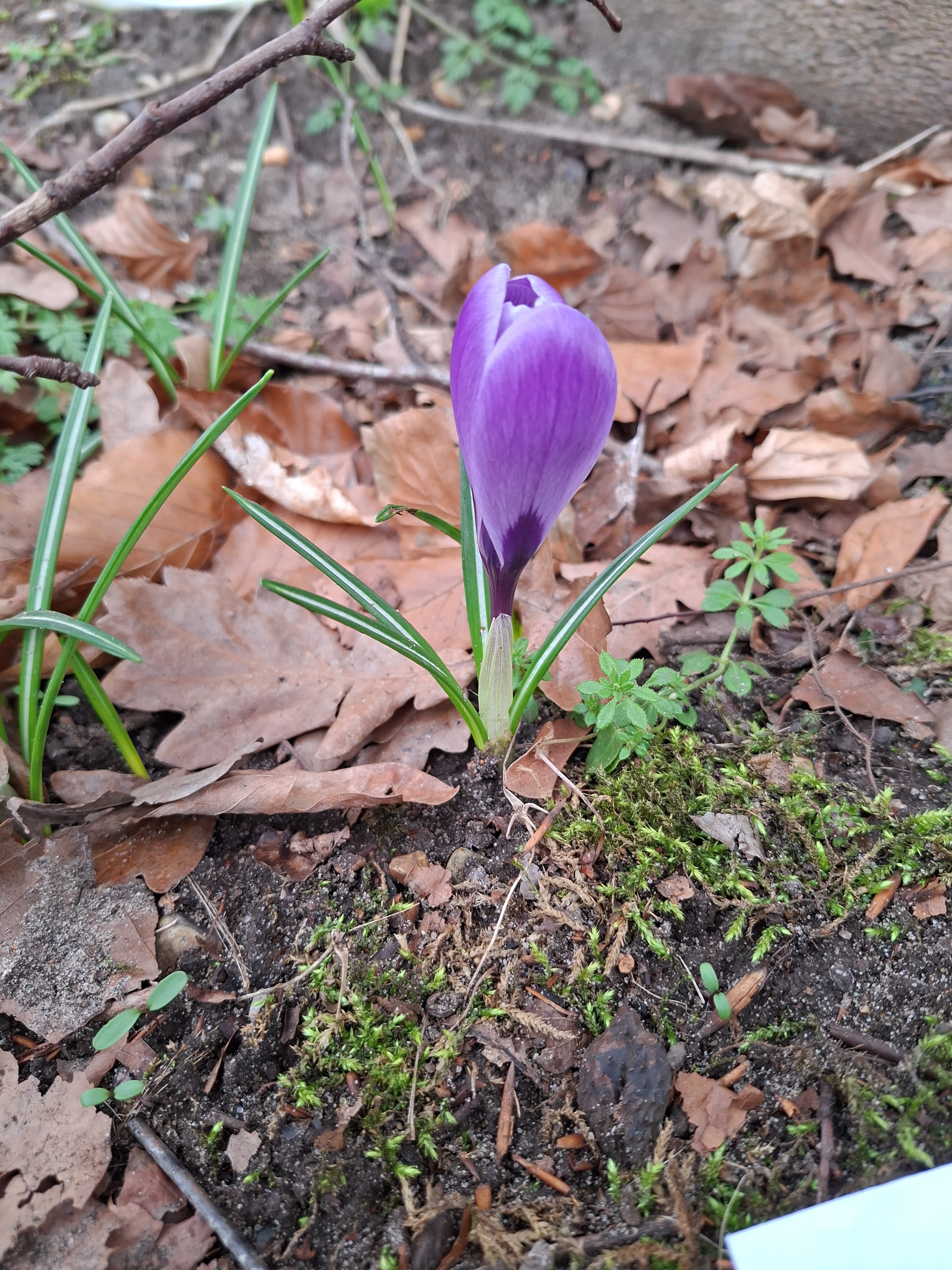 Spring Crocus