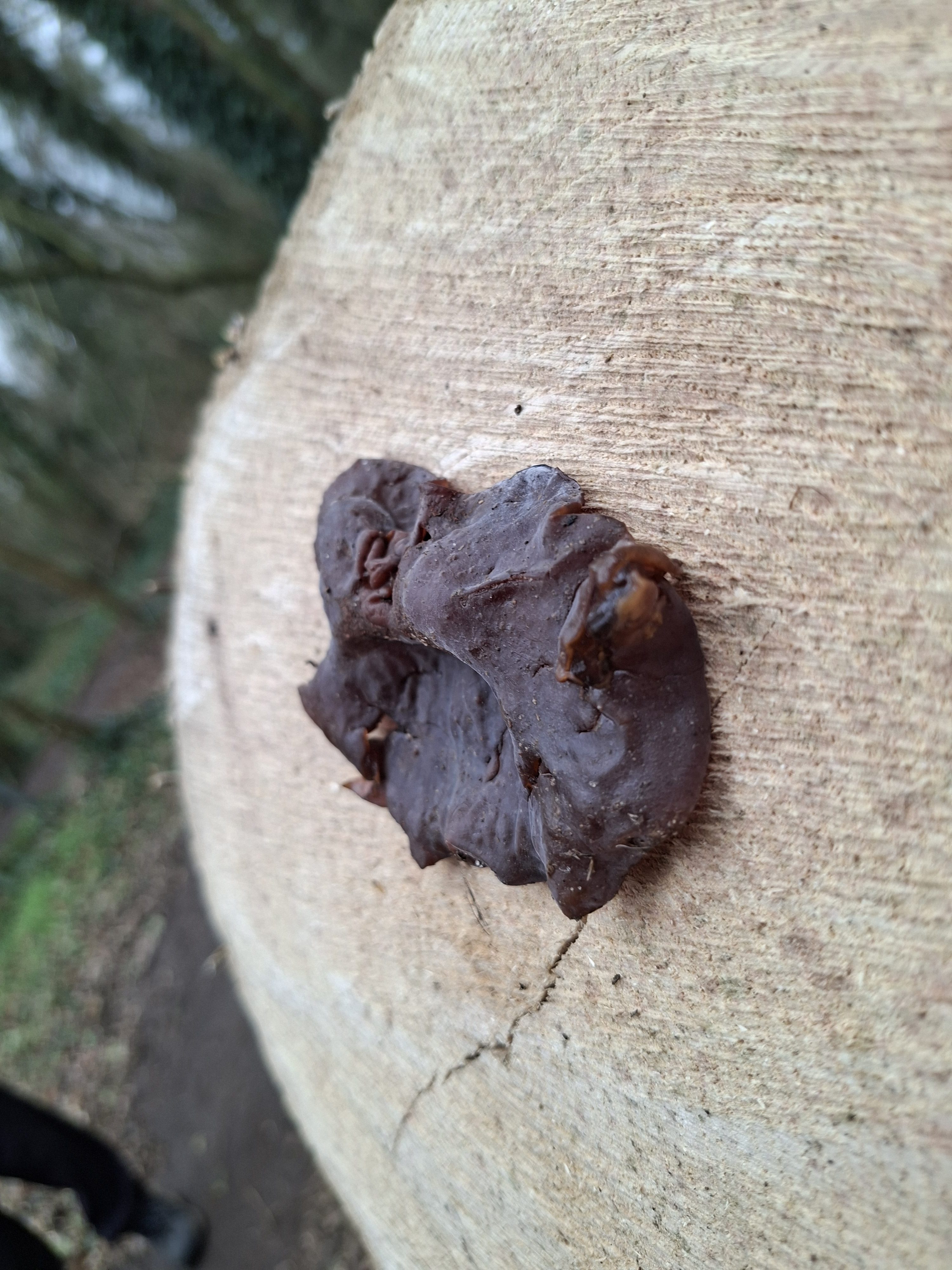Jelly Ear