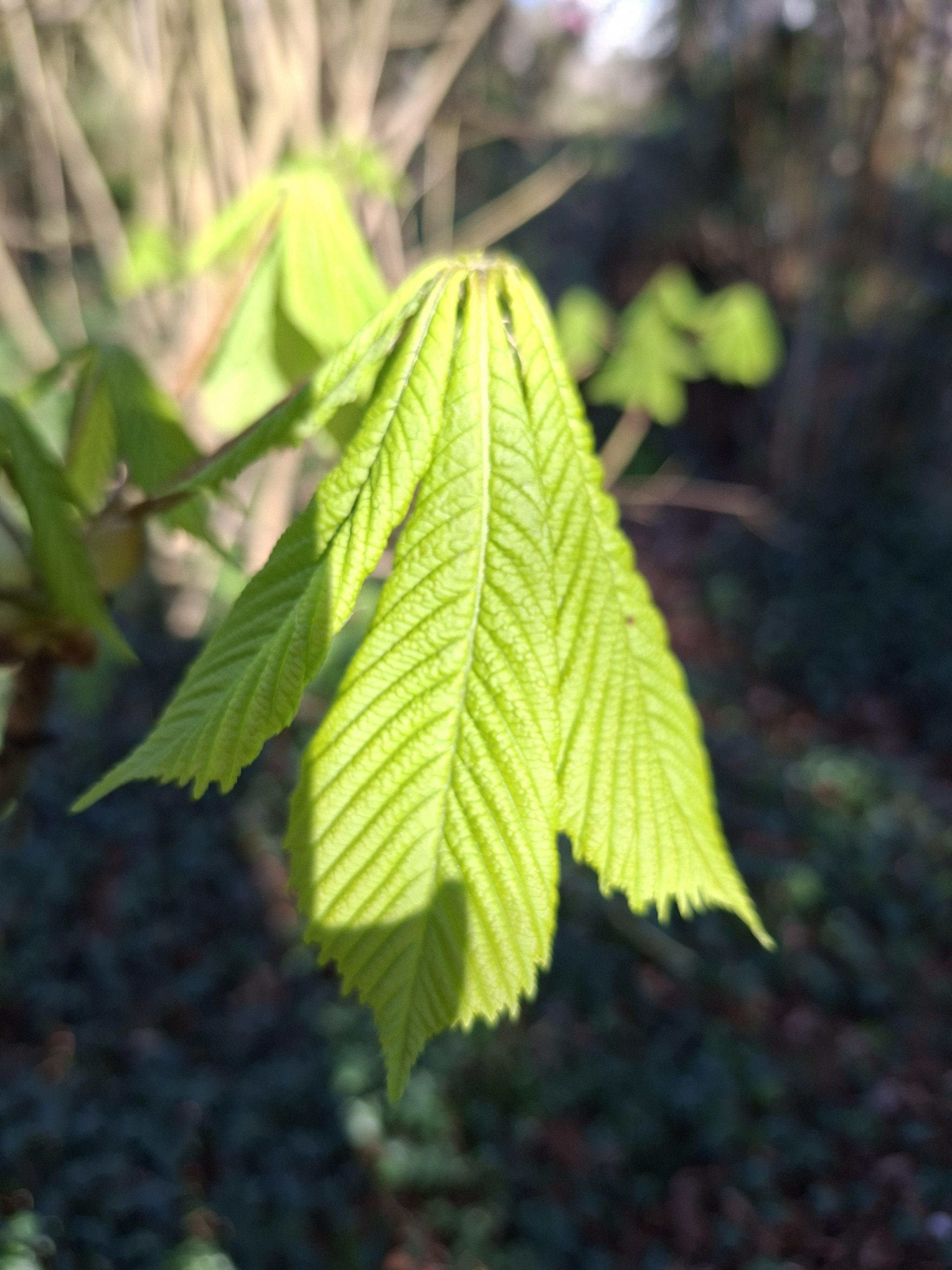 Horse Chestnut