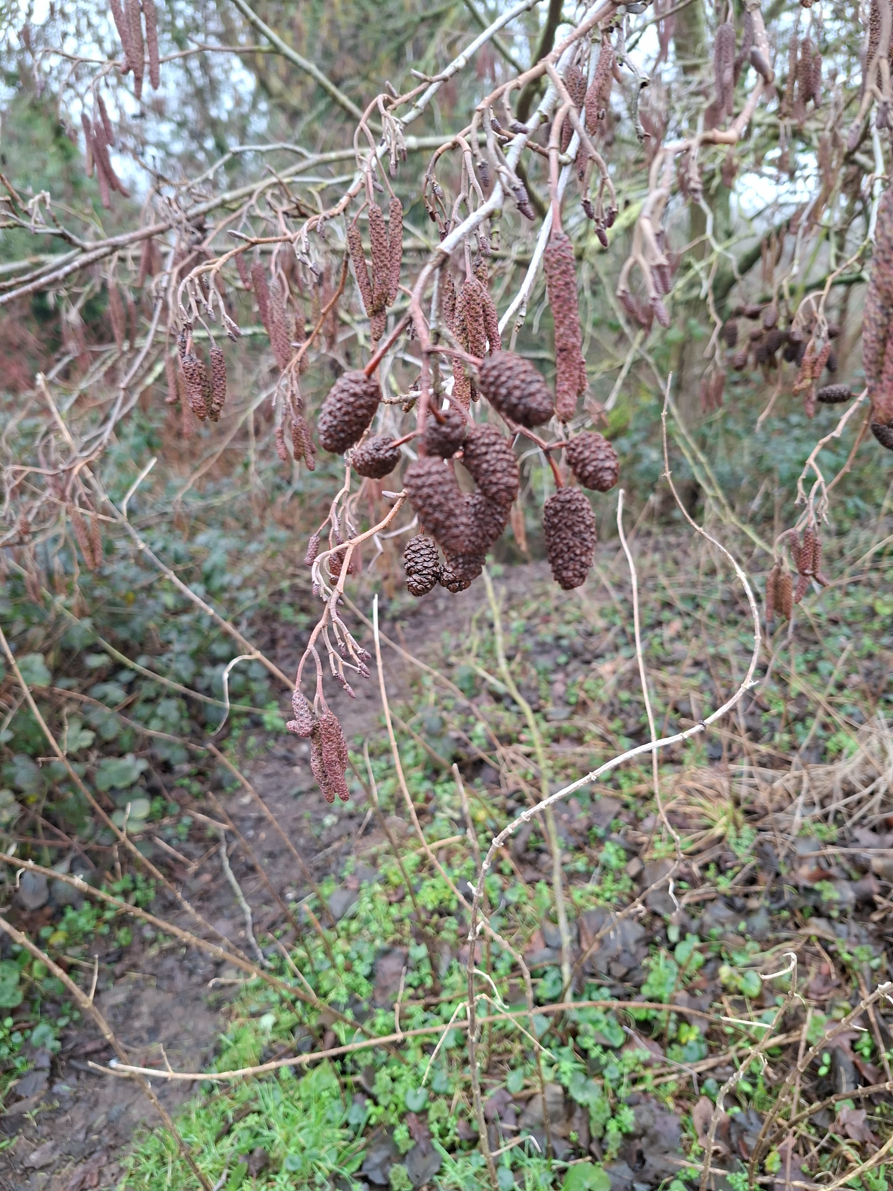 Common Alder