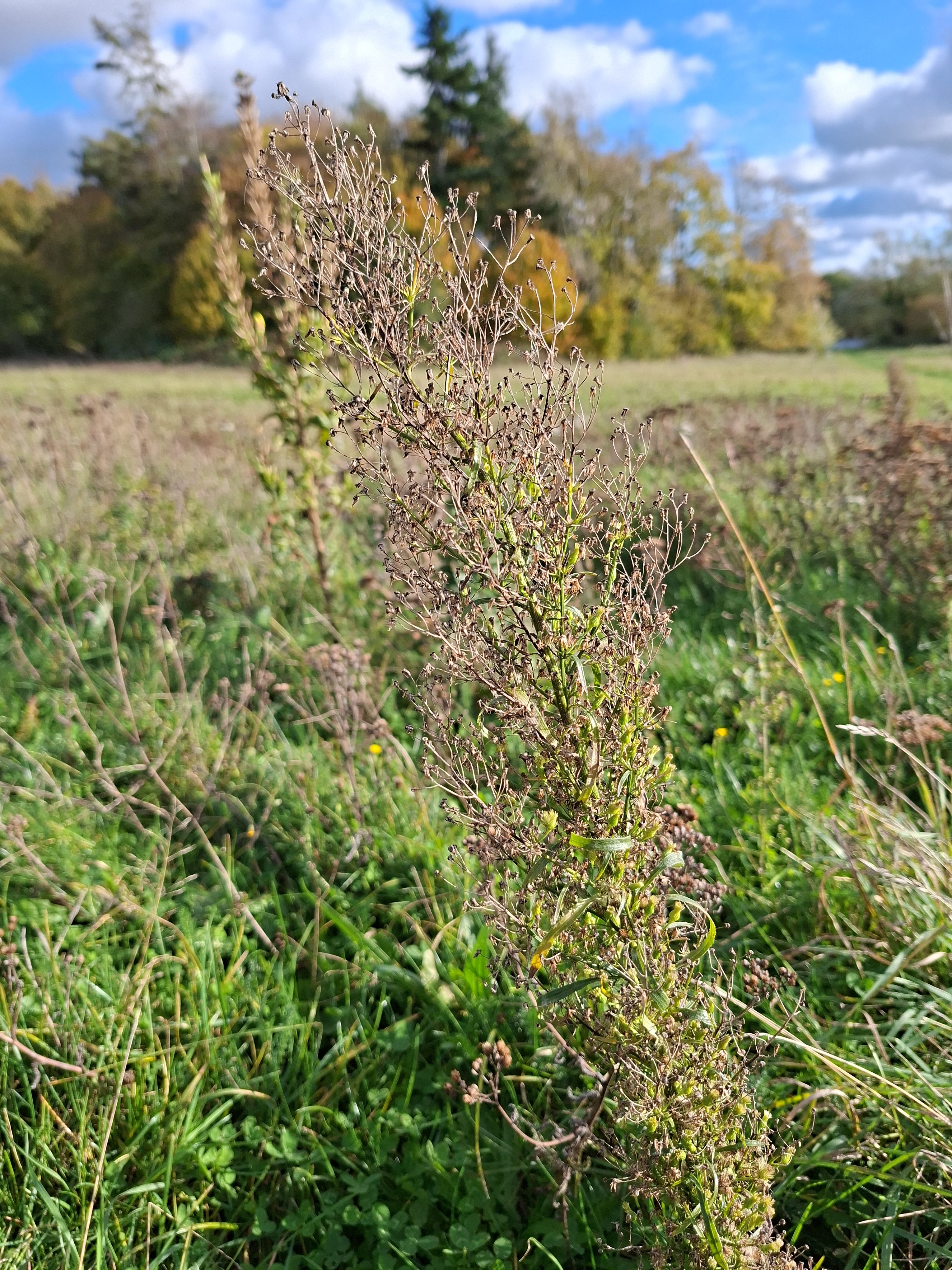 Horseweed