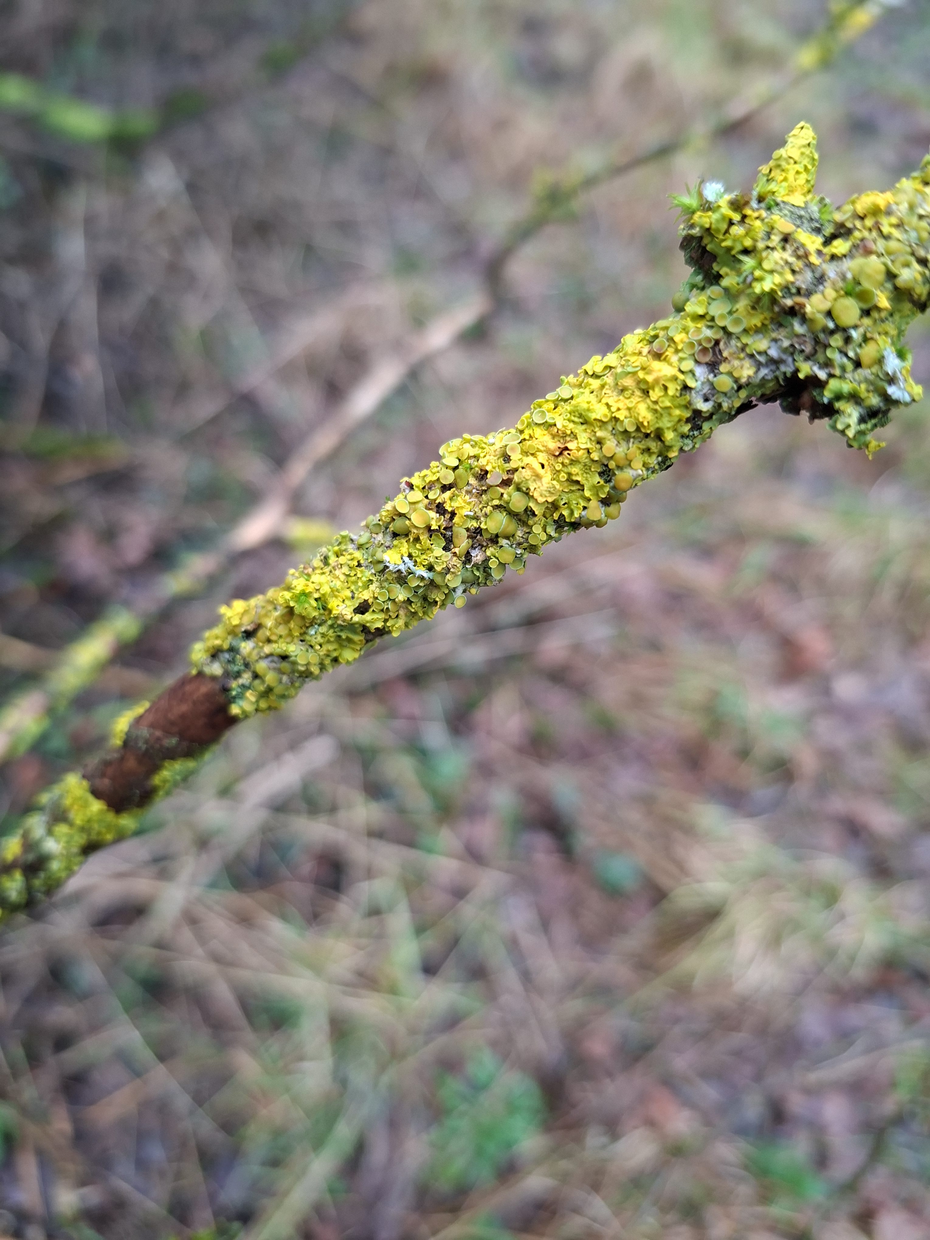 Common Sunburst Lichen